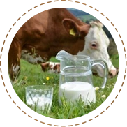 Gir Cow A2 Milk